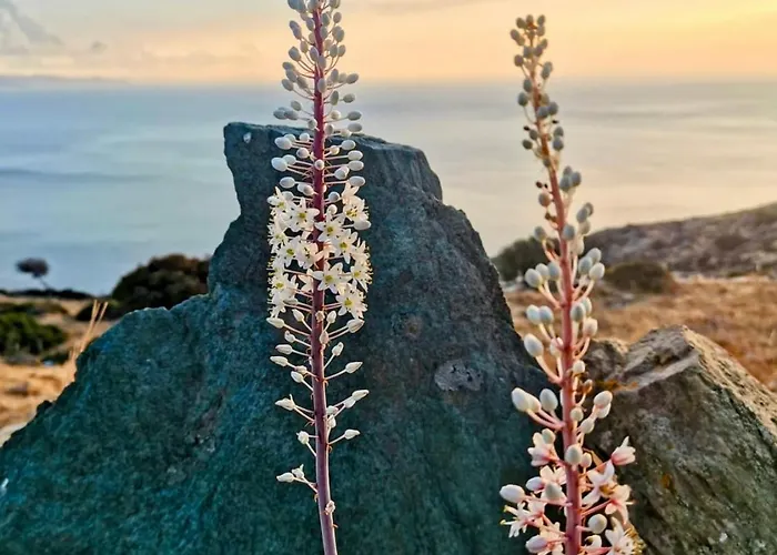 Galini House Private In Andros Willa Ormos (Andros)