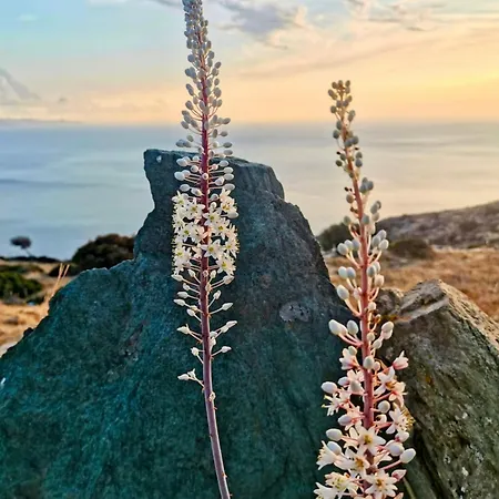 Korthi Galini House Heated Plunge Pool & Sea Views Villa Ormos (Andros)